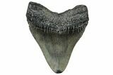 Fossil Megalodon Tooth - South Carolina #324303-1